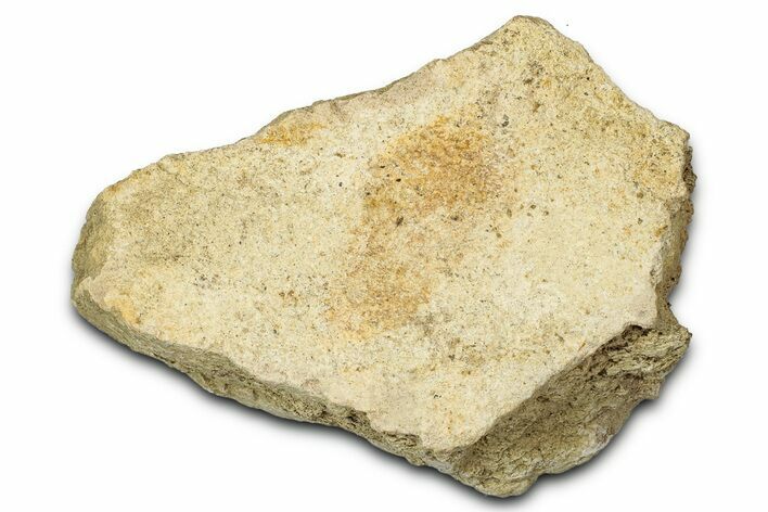 Dinosaur (Triceratops) Frill Shield Section - Montana #347965